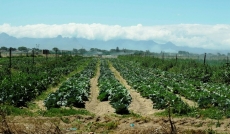 Development of Philippi Horticultural Area a Threat to Food Security